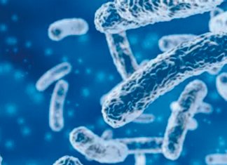 Towards Reduced Antibiotic Usage in Poultry Production: How Can Probiotics Help?