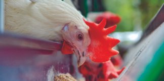 Unlocking Hidden Nutrition in Corn-Soy Diets: Efficacy of Modified GH11 XYLANASE for Broilers