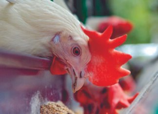 Unlocking Hidden Nutrition in Corn-Soy Diets: Efficacy of Modified GH11 XYLANASE for Broilers