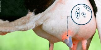 Mastitis and Metabolism: The Overlooked Connection