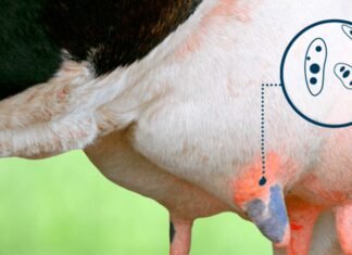Mastitis and Metabolism: The Overlooked Connection