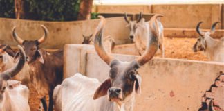 Keys to Success in Mini Dairy Farming