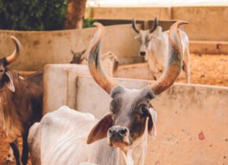 Keys to Success in Mini Dairy Farming