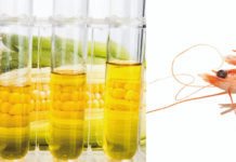 Animal Feed Industry Faces Pressure from Ethanol and Shrimp Tariff Challenges