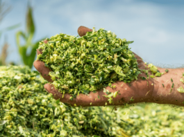 Silage Revolution: Maize Hybrids Emerge as Key to India’s Fodder Security