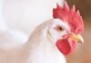 Poultry Nutrition Demystified