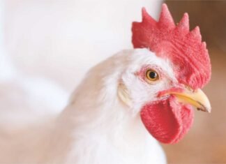 Poultry Nutrition Demystified