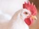 Poultry Nutrition Demystified