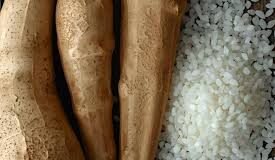 Indonesia’s Sago and Cassava “Corn Analogue” Feed Offers Affordable Solution for Poultry Industry