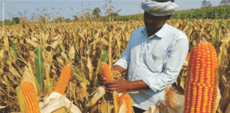 New Maize, New Risks: Gut Health Challenges & Beyond?