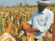 New Maize, New Risks: Gut Health Challenges & Beyond?