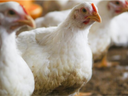 Middle East Demand Powers a Surge in India’s Poultry Exports in H1 FY26