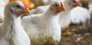 Middle East Demand Powers a Surge in India’s Poultry Exports in H1 FY26