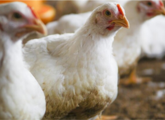Middle East Demand Powers a Surge in India’s Poultry Exports in H1 FY26