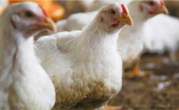 Middle East Demand Powers a Surge in India’s Poultry Exports in H1 FY26