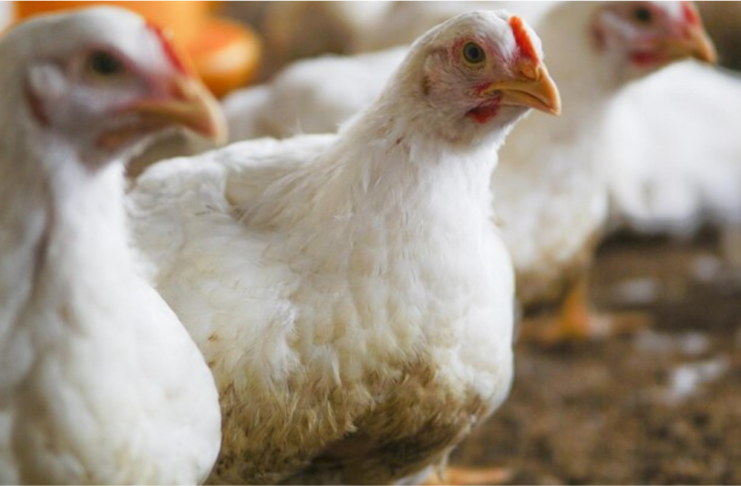 Middle East Demand Powers a Surge in India’s Poultry Exports in H1 FY26