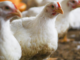 Middle East Demand Powers a Surge in India’s Poultry Exports in H1 FY26
