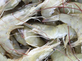 From Farms to Hatcheries, India’s Shrimp Ecosystem Feels the Heat