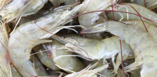From Farms to Hatcheries, India’s Shrimp Ecosystem Feels the Heat