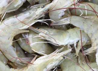 From Farms to Hatcheries, India’s Shrimp Ecosystem Feels the Heat