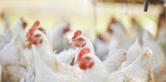 Poultry Revenues to Rise, Margins to Tighten in FY26: Crisil Report