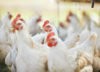 Poultry Revenues to Rise, Margins to Tighten in FY26: Crisil Report