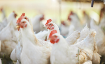 Poultry Revenues to Rise, Margins to Tighten in FY26: Crisil Report