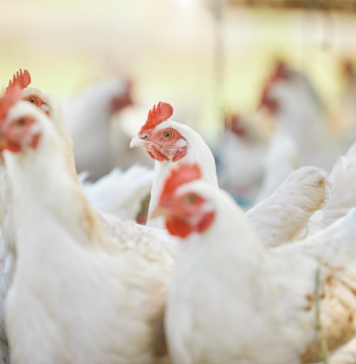 Poultry Revenues to Rise, Margins to Tighten in FY26: Crisil Report