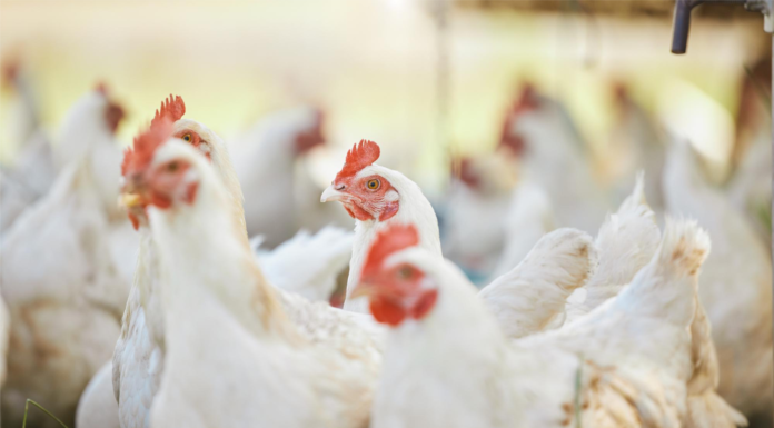 Poultry Revenues to Rise, Margins to Tighten in FY26: Crisil Report