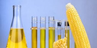 Maize Supply Sufficient to Meet Ethanol and Feed Demand, Government Tells Parliament