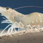 A Structured Approach to Shrimp Disease in India: The CoSDIP Initiative