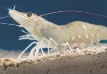 A Structured Approach to Shrimp Disease in India: The CoSDIP Initiative