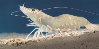 A Structured Approach to Shrimp Disease in India: The CoSDIP Initiative