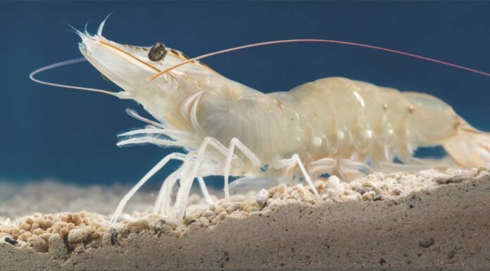 A Structured Approach to Shrimp Disease in India: The CoSDIP Initiative