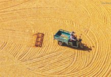 China Update: NDRC to Boost Grain Production with Focus on Corn and Soybeans