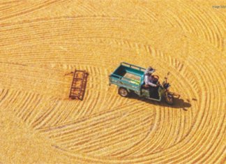 China Update: NDRC to Boost Grain Production with Focus on Corn and Soybeans