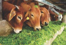 Maharashtra Plans New Fodder Policy to Safeguard Dairy Farmers