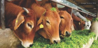 Maharashtra Plans New Fodder Policy to Safeguard Dairy Farmers