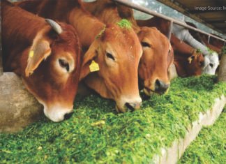 Maharashtra Plans New Fodder Policy to Safeguard Dairy Farmers