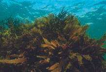 The New Frontier in Phytogenics: The Rise of Second-Generation Technologies