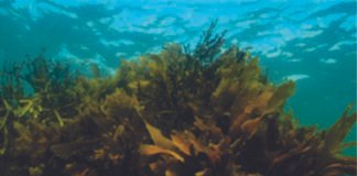 The New Frontier in Phytogenics: The Rise of Second-Generation Technologies