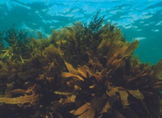 The New Frontier in Phytogenics: The Rise of Second-Generation Technologies