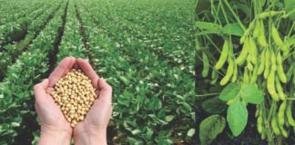 Soybean Gyan to Boost Soybean Yields for Farmers