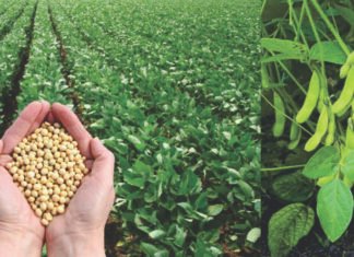 Soybean Gyan to Boost Soybean Yields for Farmers