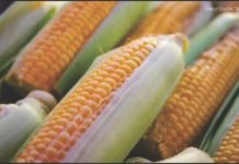 Punjab Achieves Breakthrough in Hybrid Maize Seed Production