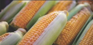 Punjab Achieves Breakthrough in Hybrid Maize Seed Production