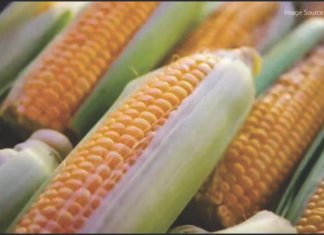 Punjab Achieves Breakthrough in Hybrid Maize Seed Production