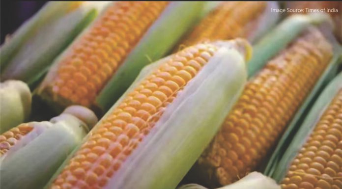 Punjab Achieves Breakthrough in Hybrid Maize Seed Production