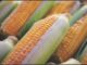 Punjab Achieves Breakthrough in Hybrid Maize Seed Production