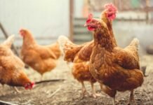 Reimagining poultry nutrition with nature’s overlooked protein powerhouse